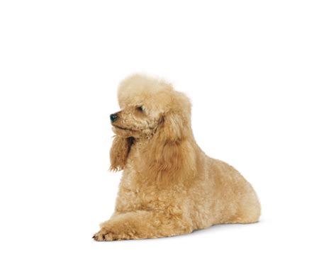 Miniature Poodle Toy Poodle Standard Poodle Puppy - Giant Poodle png download - 580*450 - Free ...