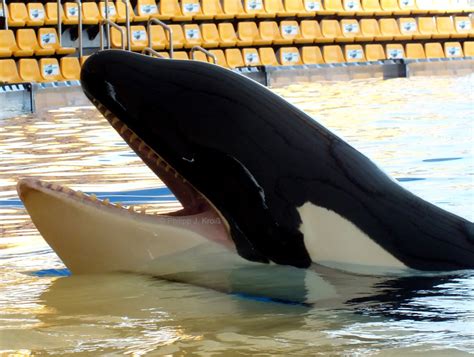 Orcas Zähne Lulu The Whale Died With Highest Amount Of Pollution On