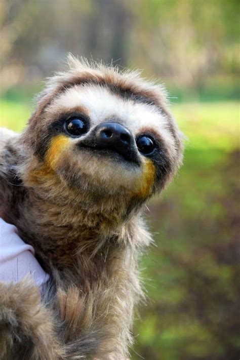 Sloth Cute Baby Sloths