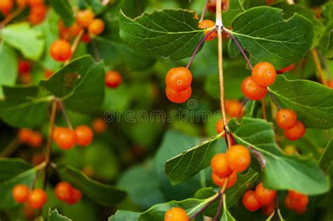 Orange Berries On A Branch Stock Photo Image Of Background 134456010