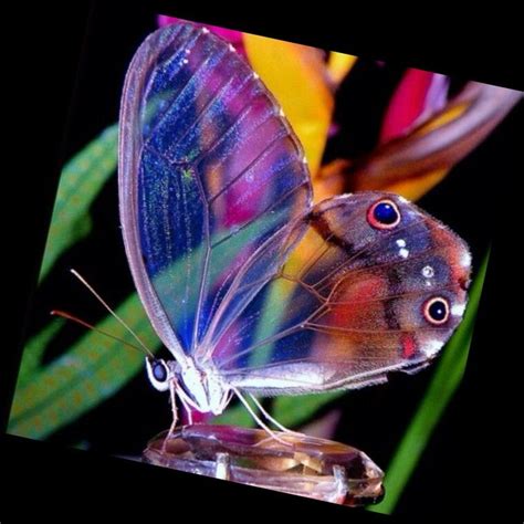 Pin De Submissivenes En Insects And Butterflies Mariposa De Cristal