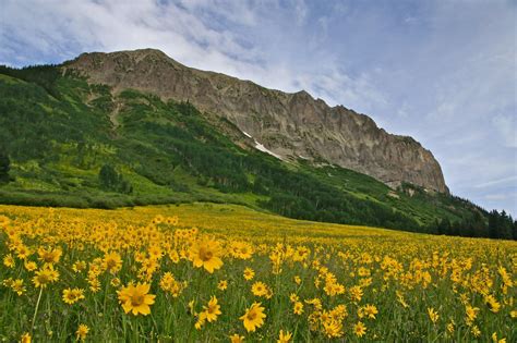 How To See The Stunning Wildflowers In Crested Butte Dandelion