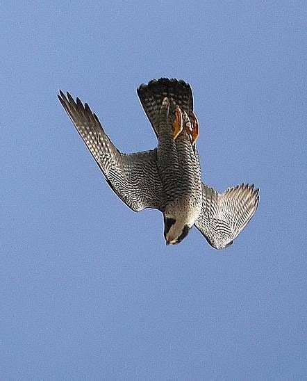 The peregrine falcon (falco peregrinus), also known as the peregrine, and historically as the duck hawk in north america, is a widespread bird of prey (raptor) in the family falconidae. Peregrine Falcon - fastest diving bird | Raptors bird, Peregrine falcon, Beautiful birds