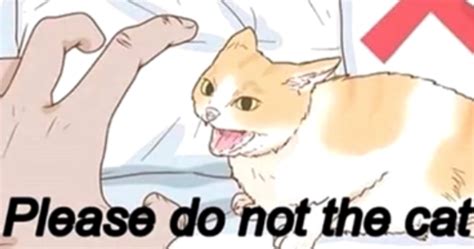 Please Do Not The Cat Know Your Meme