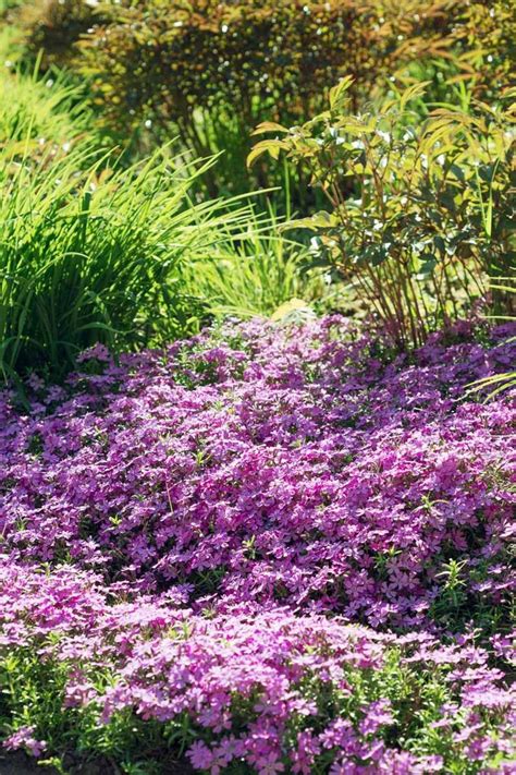 Are You Searching For A Low Maintenance Easy To Grow Perennial That