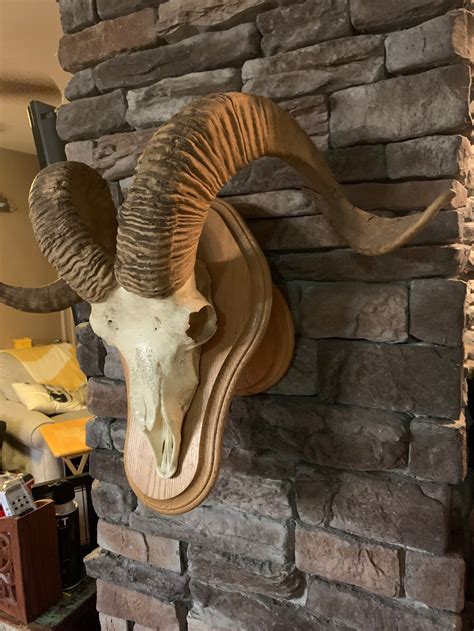 Large European Mouflon Ram Skull With Horns On A Wooden Mount Etsy