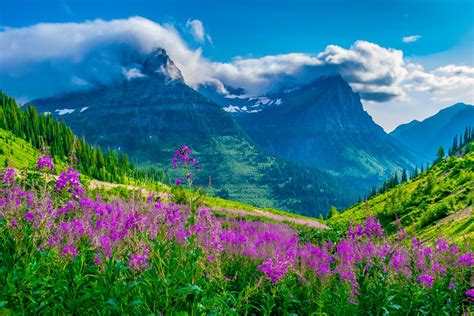 Wildflowers In Glacier National Park Montana Smithsonian Photo