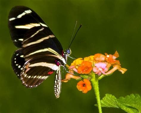 Zebra Heliconian ~ Butterfly Of The Earth