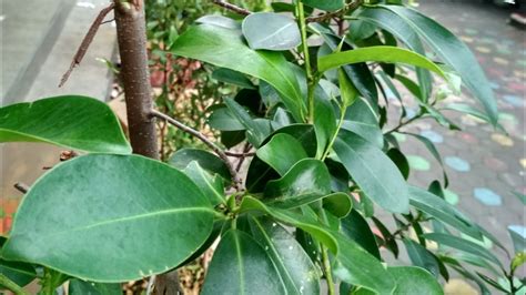 Tambahkan air 100 cc kemudian dimasak hingga mendidih. Manfaat pohon beringin untuk kesehatan dan kehidupan - YouTube