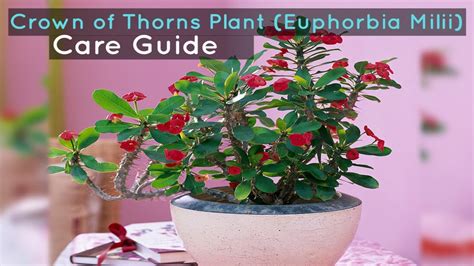 Crown Of Thorns Plant Euphorbia Milii Care Guide Youtube