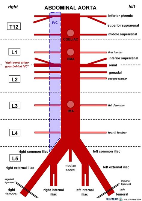 Abdominal Aorta And Its Branches Download Scientific Diagram