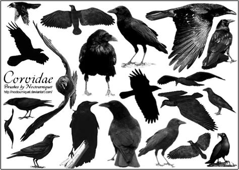 Corvidae Ravens N Crows By Noctourniquet On Deviantart