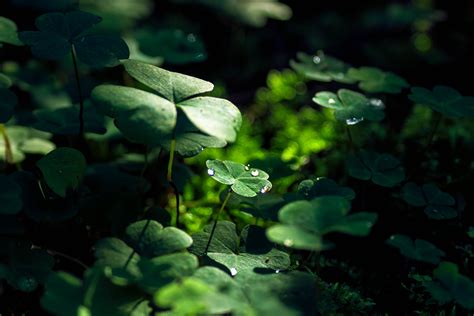 Green Leaf Macro Nature Grass Water Drop Hd Nature 4k Wallpapers