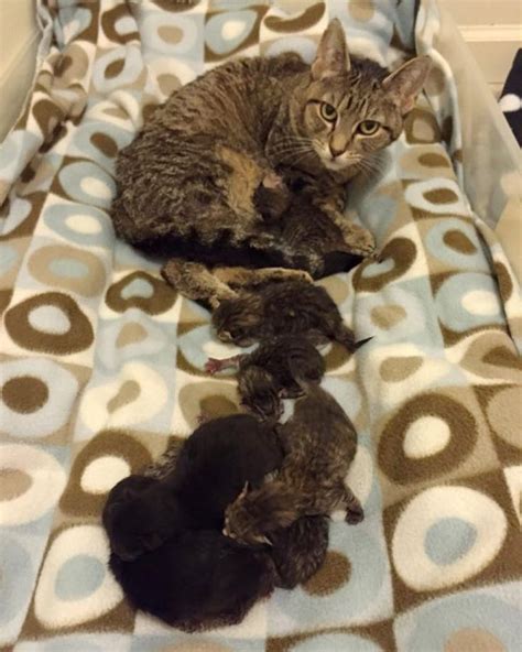 Tabby Cat Surprised Shelter Staff With 9 Mini Tabbies Pregnant Cat