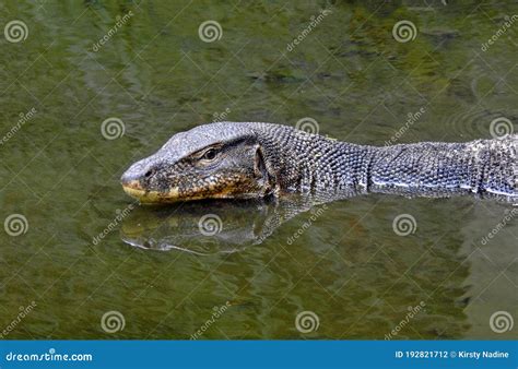 Swimming Malayan Water Monitor Lizard Stock Photo Image Of Aquatic