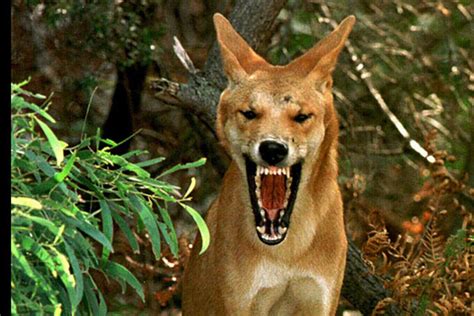 Australias Azaria Chamberlain Mystery Solved A Dingo Did It Video