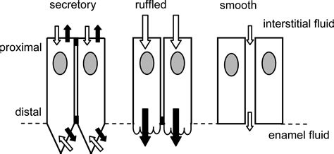 Unlocking Evidence Of Early Diet From Tooth Enamel Pnas