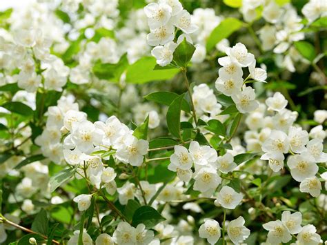 How To Grow And Care For Jasmine Lovethegarden