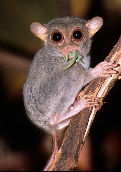 Other Prosimians Tarsiers Animals Wild Cute Animals Unlikely