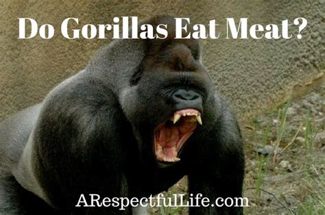 Do Gorillas Eat Meat Silverback Gorilla Endangered Animals Facts