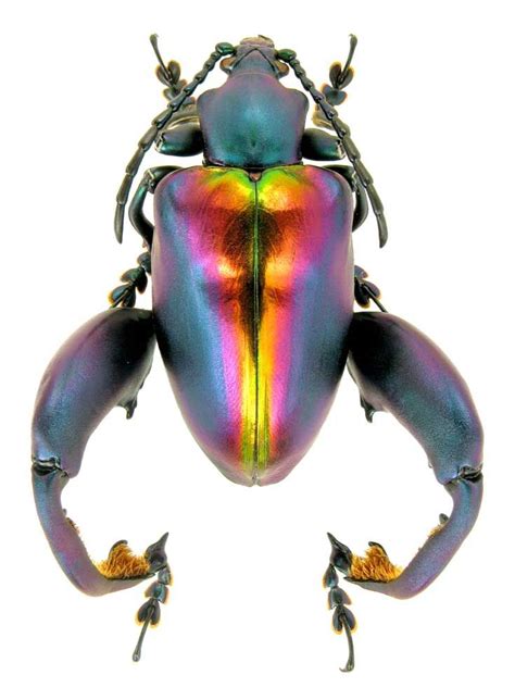 Ftcreature The Featured Creature 5 Of The Most Beautiful Beetles On