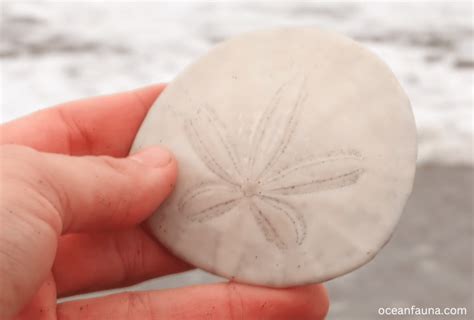 How To Find Sand Dollars Ocean Fauna