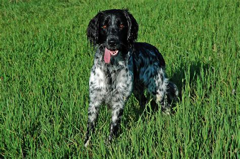 large munsterlander dogs breed information omlet