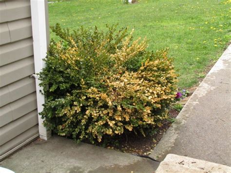 Discussion in 'emmersed / wabi kusa' started by tanan, apr 18, 2019. Boxwood Problems - Reasons For Boxwood Turning Yellow Or Brown