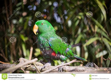 Parrot Portrait Of Bird Wildlife Scene From Tropic Nature Stock Photo