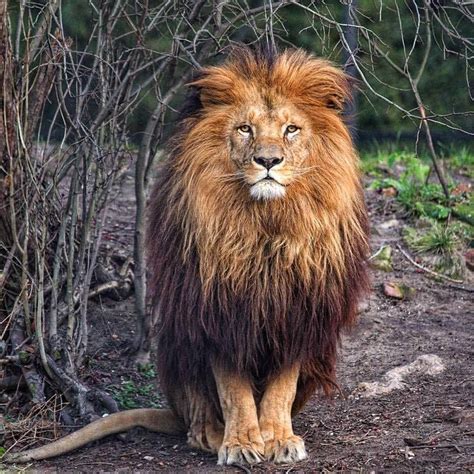 How Would You Caption This🦁 Tag Your Friends To See This😍 👉follow Us