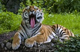 Sibirischer Tiger Foto & Bild | natur, zoo, tiger Bilder auf fotocommunity