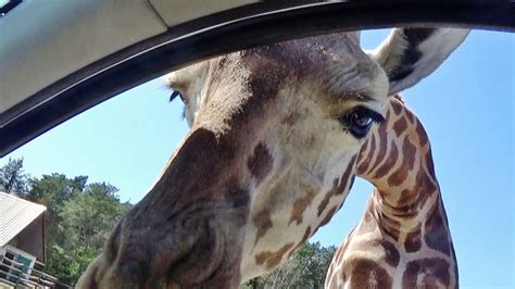 Machen sie mit aufsafari.de eine safari VIP Tour Safariland Stukenbrock - Safari V.I.P. Tour - YouTube