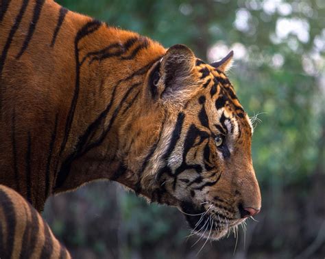 Dessiner Un Tigre Majestueux Conseils Et Astuces Avenue Des Animaux