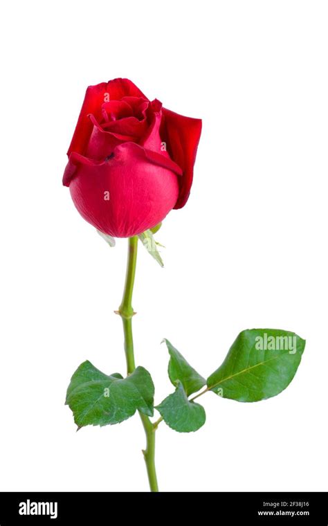 Beautiful Red Rose With Isolated On White Background Stock Photo Alamy