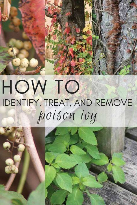 How To Identify Treat And Remove Poison Ivy Identify Poison Ivy