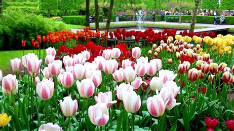 Keukenhof Most Beautiful Flower Garden In The World Holland Tulips
