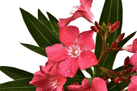 Oleander Flowers Have Property Medicine Stock Photo Image Of
