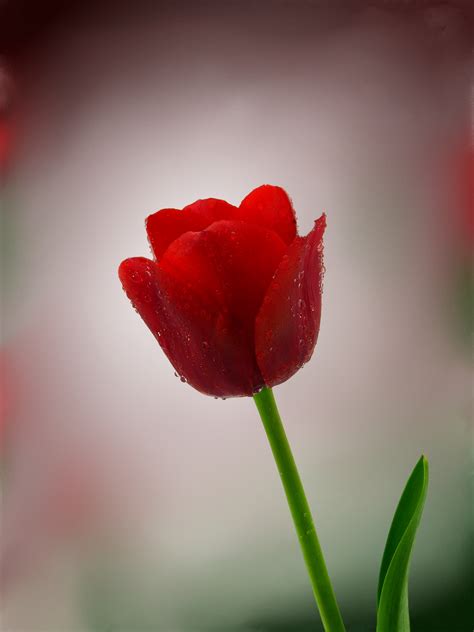 Free Images Nature Blossom Flower Petal Bloom Tulip Spring Red