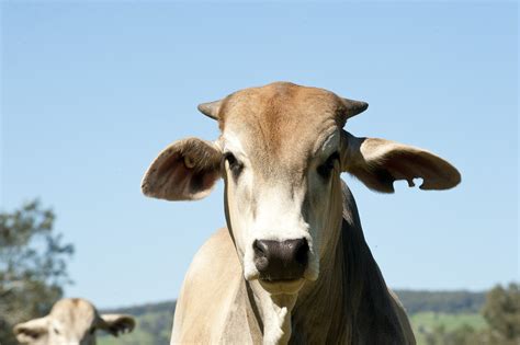 Often referred to as crossbreeding's common denominator, the american brahman influence in the beef industry is felt. First-time cattle ownership for the small landholder ...
