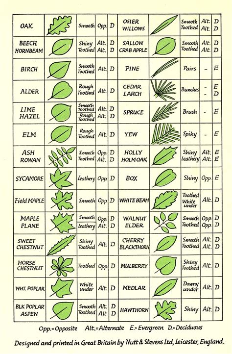 Leaf Identification These Pictures And Their Accompanying Flickr