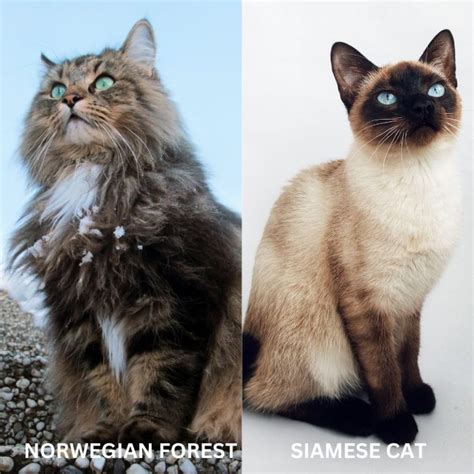 siamese cat male vs female understanding better the differences between male and female siamese