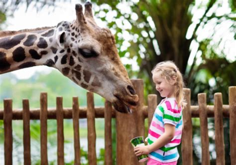 Free Kids Admission To Brevard Zoo August And September Macaroni Kid