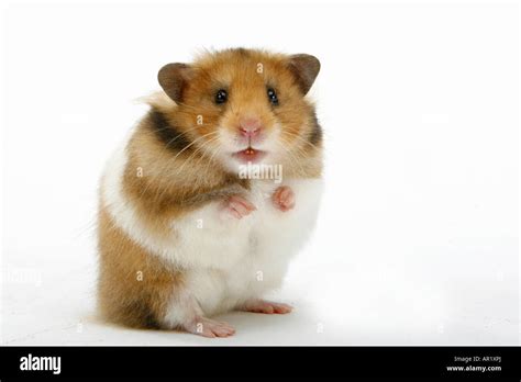 Pet Hamster Golden Hamster Mesocricetus Auratus Standing Studio