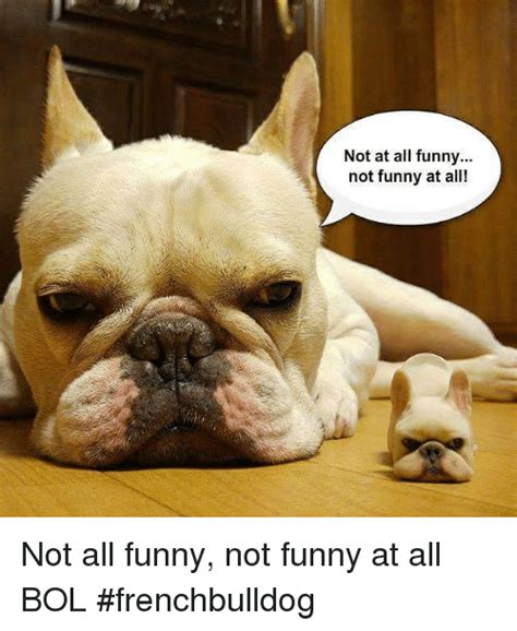 1000 x 1000 jpeg 157 кб. Frenchie meme #frenchbulldogfullgrown Full grown blue ...