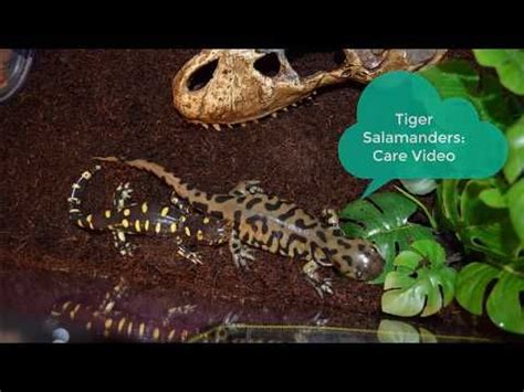 Tiger Salamander Care YouTube Tiger Salamander Salamander