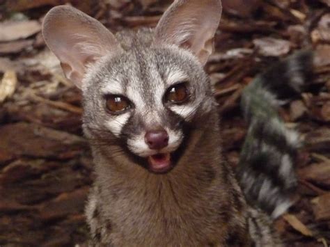 Common Genet Zoochat