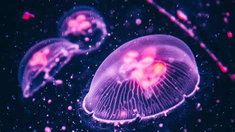 Jellyfish Desktop Wallpapers Top Free Jellyfish Desktop Backgrounds