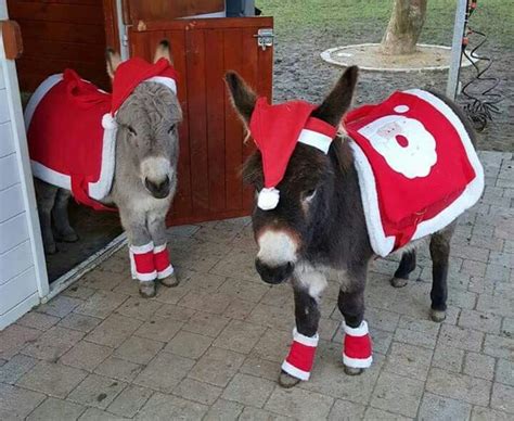 Christmas Donkeys Cute Donkey Happy Animals Pet Holiday