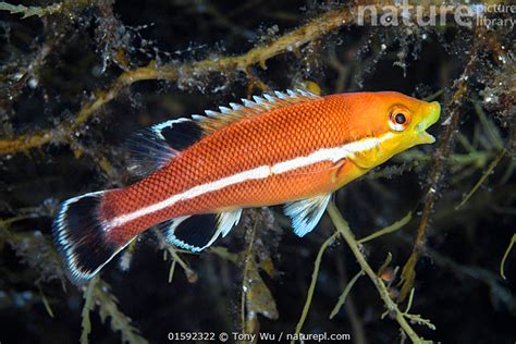 Nature Picture Library Asian Sheepshead Wrasse Semicossyphus Reticulatus Juvenile With Its