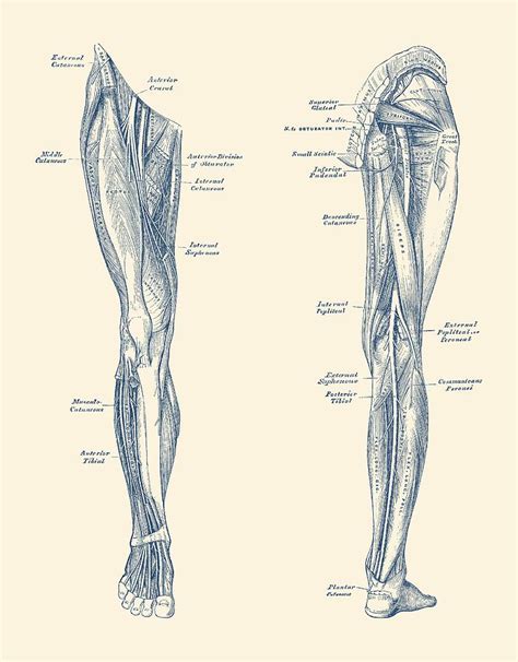 Leg Muscular System Dual View Vintage Anatomy Print Drawing By Vintage Anatomy Prints